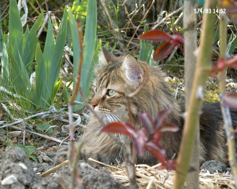 boubouille2.jpg