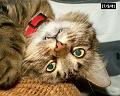 boubouille
