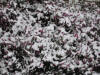 Neige et bruy�re en fleur � la Californie... 